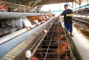proses pembuatan kandang ternak ayam penghasil telur